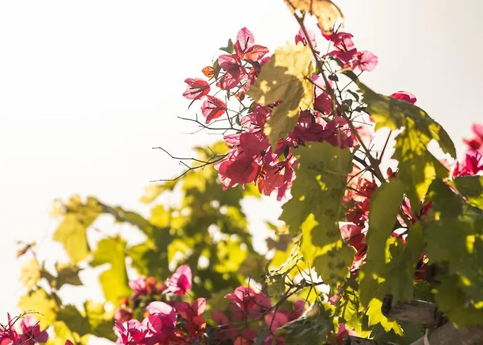 Pensionat Nafsika And - Fiskardo