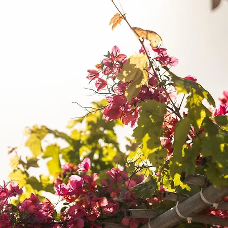 Gasthof Nafsika And - Fiskardo